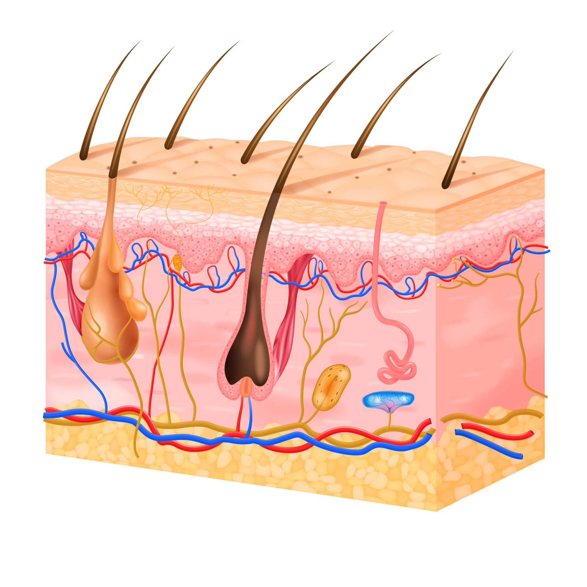 Realistic Skin Structure Illustration